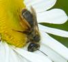 Andrena sp.